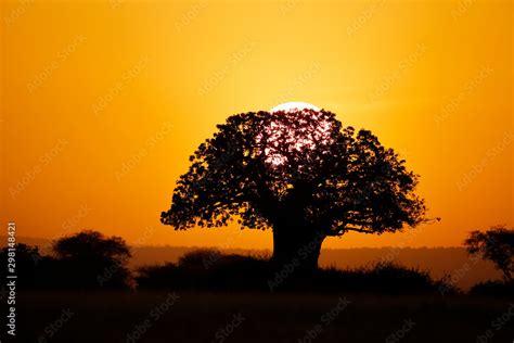 Baobab Tree at Sunrise Stock Photo | Adobe Stock