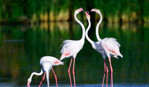 Greater Flamingo - Facts, Diet & Habitat Information