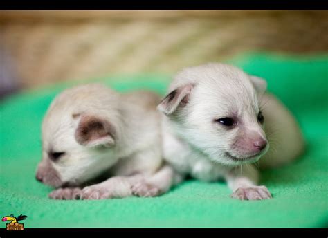 Buy Fennec Fox Pup Online | Fennec Fox Pup For Sale