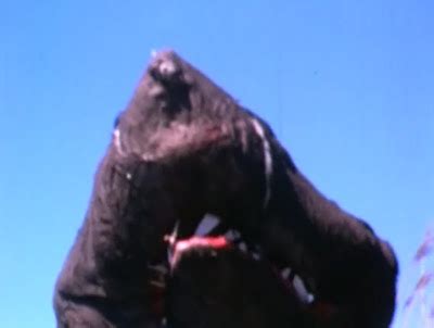 A Field Guide To Doomsday: Spawn Of Devastation Drive-In — 'Weasels Rip My Flesh' (1979)