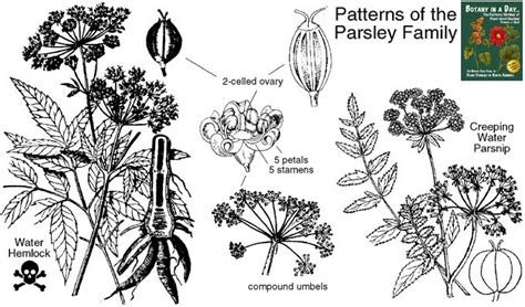 Apiaceae: Parsley or Carrot Family. Identify herbs, plants, and flowers.