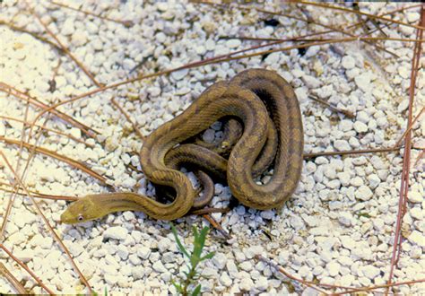 Yellow rat snake variant of the Eastern Rat snake | Everglad… | Flickr