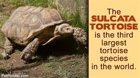 All You Need to Know About the Diet of a Sulcata Tortoise | Sulcata tortoise, Sulcata tortoise ...