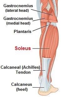 Calf Muscle Anatomy