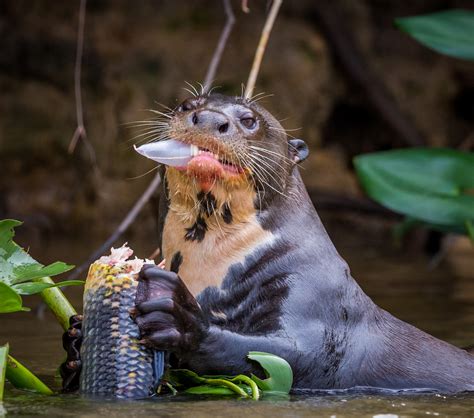 Otters Are Not Cute, They Are Sick Depraved Jerks | IFLScience