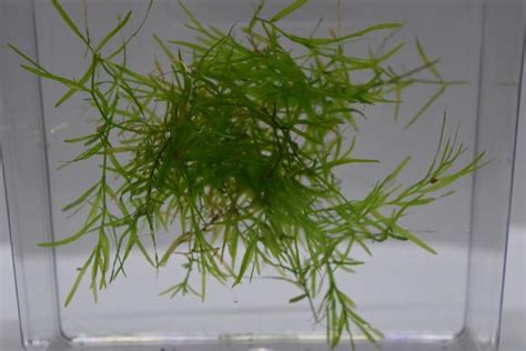 Guppy Grass | Fast growing plants, Growing plants, Grass