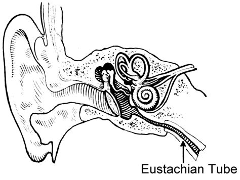 Nose And Ear Infection: What is Eustachian tube dysfunction(ETD)