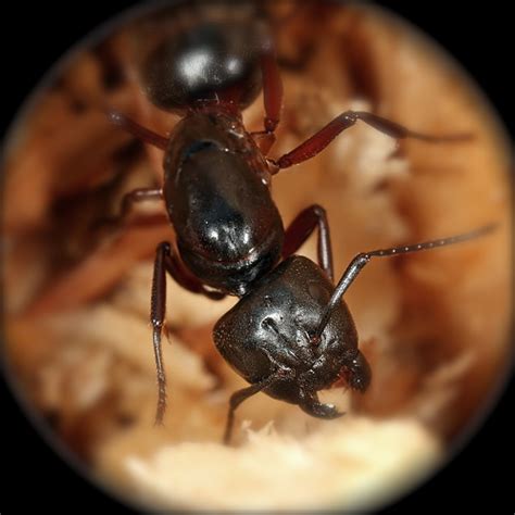 Ants Learn Taxonomy Ants' Taxonomy Arthropoda Hymenoptera Formicidae Insect Behaviors Formicidae ...