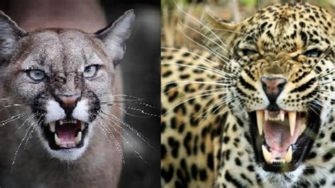 See the difference! Can you differentiate jaguars, cougars and pumas? - CGTN