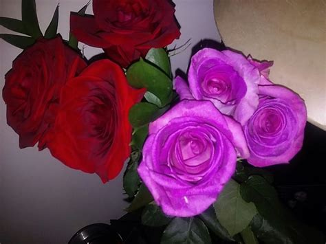 Rose, Natural, Plants, Flowers, Random, Scenery, Pink, Plant, Roses