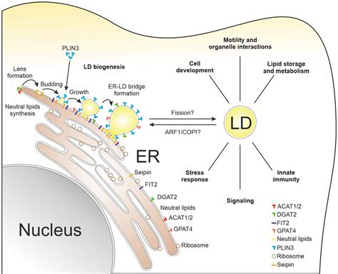 Lipid droplet biogenesis and cellular functions. LD biogenesis is based ...