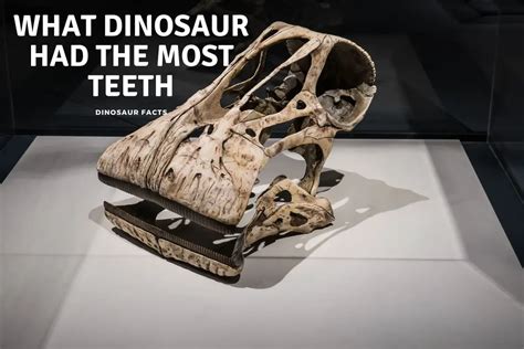 What Dinosaur Had The Most Teeth - Dinosaur Facts For Kids