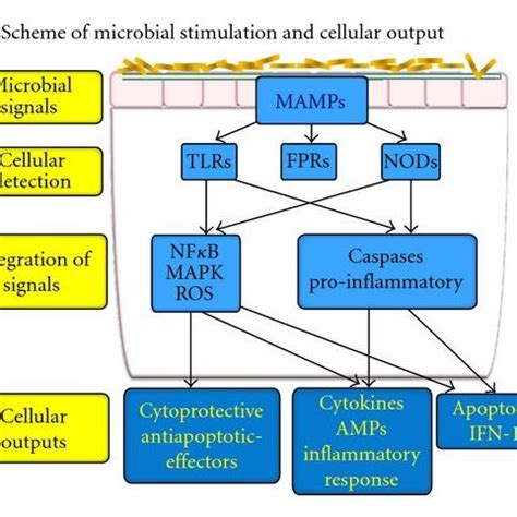 Under normal physiological conditions, mucin secretion occurring at a ...