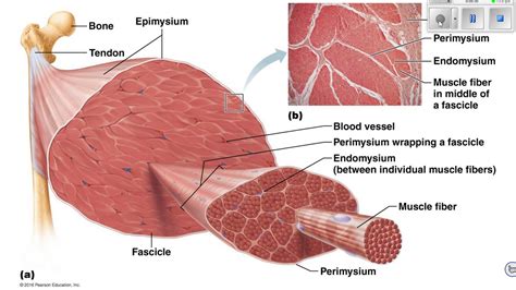 Connective Tissue Sheaths of Skeletal Muscle - YouTube