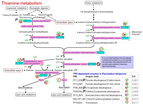 Thiamine metabolism