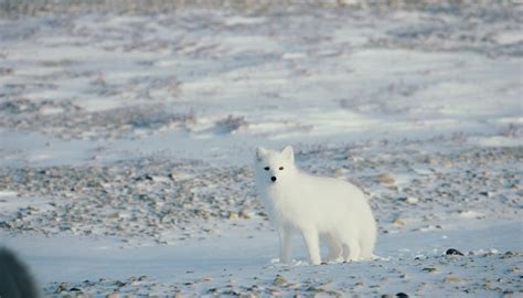 Animals of Cold Desert Biomes | Sciencing