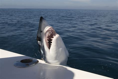 Fisherman Slaps 12ft Mako Shark On The Head While Playing Tug-Of-War