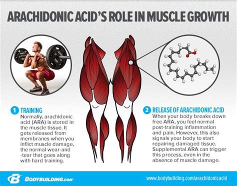 Arachidonic Acid: When Inflammation Is Good