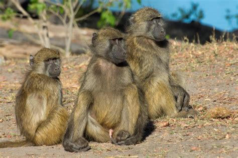 Bigger brains help social primates to make up after a fight, says ...