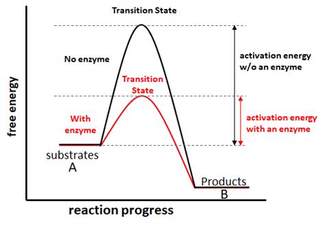 Get Inspired Enzyme Transition State Graph Tampa-St. Petersburg ...