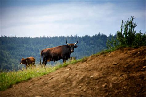 Are Aurochs Extinct? - A-Z Animals