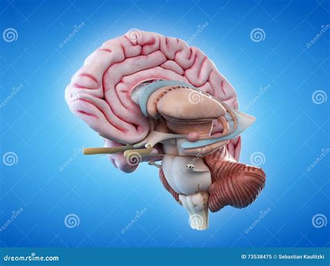 The internal brain anatomy stock illustration. Illustration of vitals - 73538475