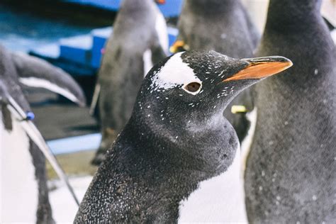 Penguin Expedition Exhibit | SEA LIFE Sydney Aquarium