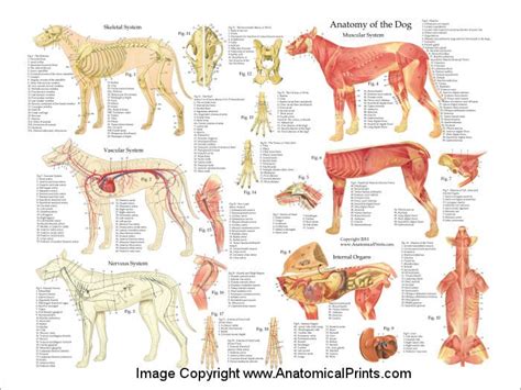 Dog Anatomy Laminated Poster | Vet Tech | Pinterest | Dog anatomy, Dogs ...