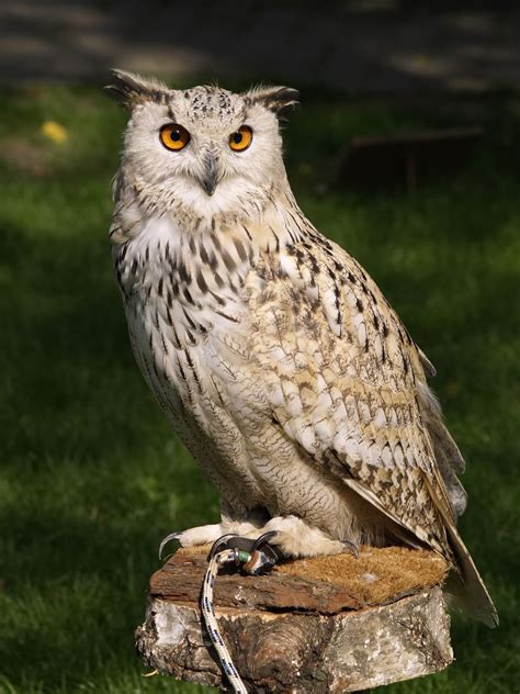 Images Gratuites : aile, faune, le bec, Rapace, oiseau de proie, vertébré, faucon, fauconnerie ...