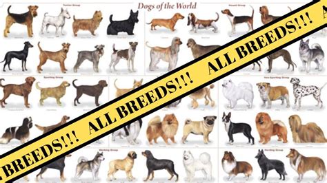 All Breeds of Dogs around the World | Breed of Dogs A-Z - YouTube