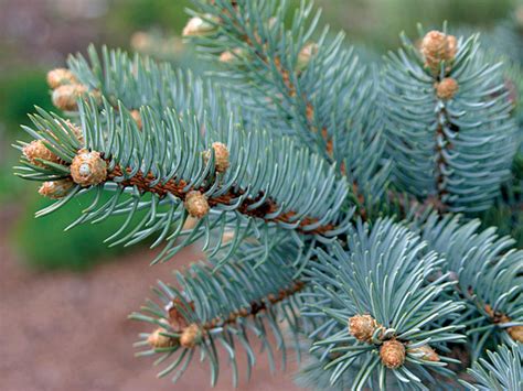 Fir vs. Spruce vs. Pine: How to Tell Them Apart - Fine Gardening