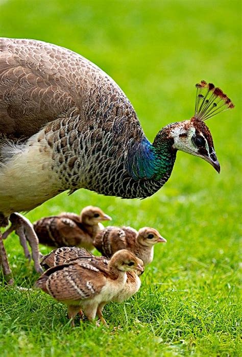 pavo real cria - Buscar con Google | Aves, Aves de corral, Fotos de aves