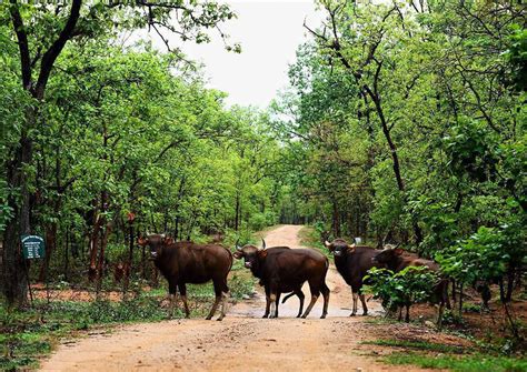 Barnawapara Wildlife Sanctuary Chhattisgarh - History, Timings, Entry Fee