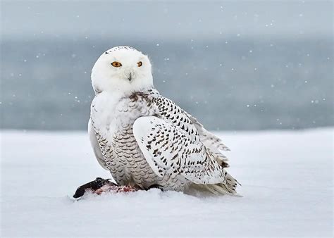 Single Wingspan Card Strategy: Snowy Owl • Wingsplain