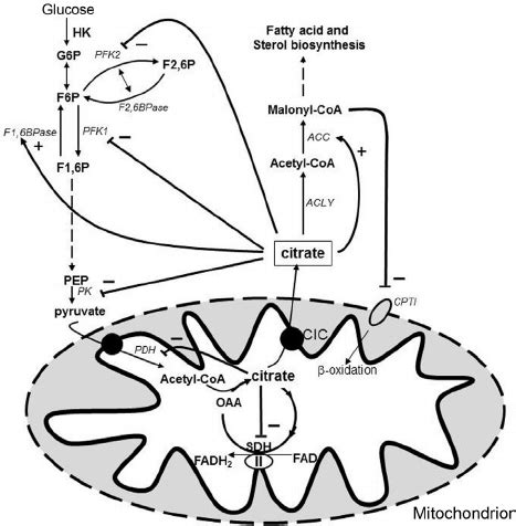 The regulatory role of citrate in the metabolism. Citrate is... | Download Scientific Diagram