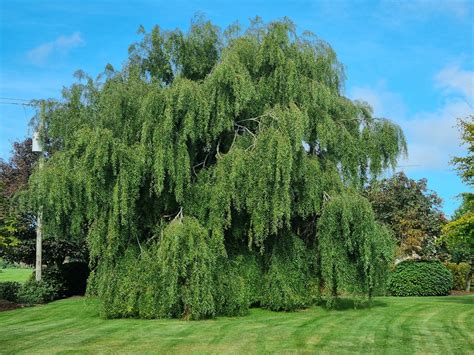 Weeping Willow Trees For Sale Ireland | Hedging.ie