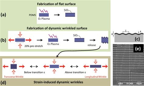 Fabrication and actuation of periodically wrinkled PDMS elastomer ...