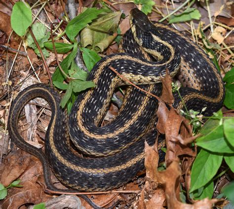 Maryland Biodiversity Project - Eastern Garter Snake (Thamnophis sirtalis)