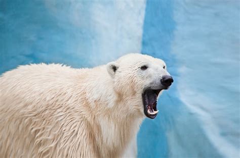 Polar Bear Snarling