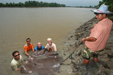 Giant Freshwater Stingray Fishing | MegaFishingThailand