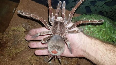 Meet the f***en Goliath Birdeater, largest tarantula in the world