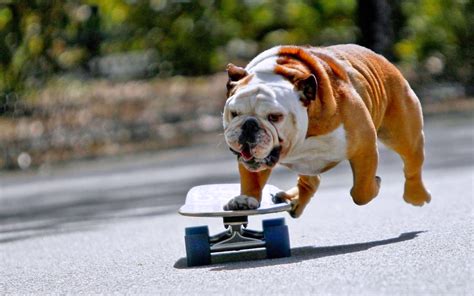 Photo dog bulldog skate - free pictures on Fonwall