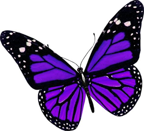 Download High Quality butterfly clipart purple Transparent PNG Images ...