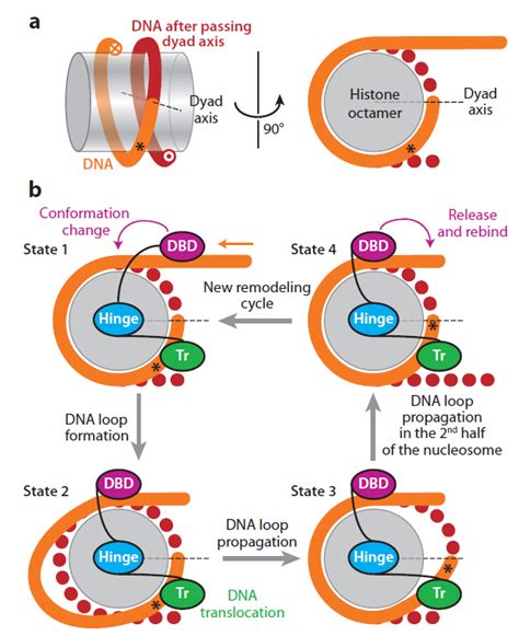 Chromatin remodeling