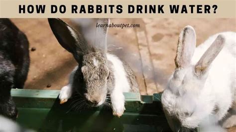 How Do Rabbits Drink Water? (7 Interesting Facts) - 2023