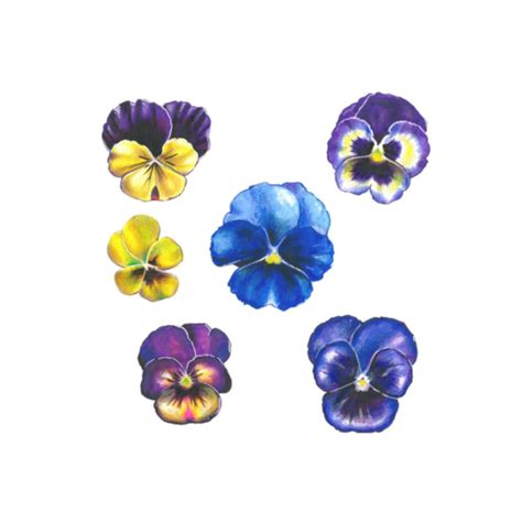 Pansy Set set of 6 Colorful Flowers Tattoo / Pansies Tattoo / Wild ...