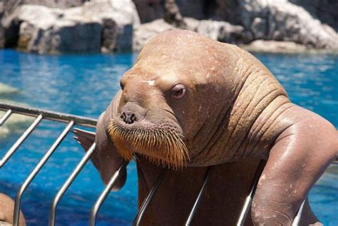 Funny Walrus New Images/Photos 2012 | Funny Animals