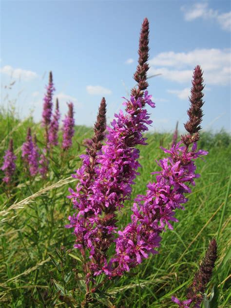 Purple loosestrife - planting, care and tips - live-native.com