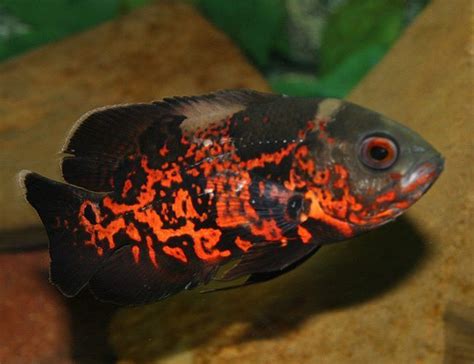 Red Tiger Oscar Freshwater Fish | Arizona Aquatic Gardens