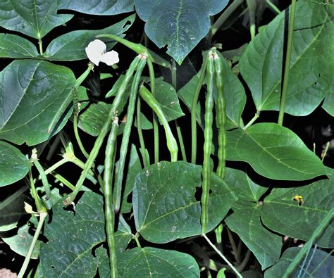 How to grow black-eyed peas - discover expert tips | Homes & Gardens